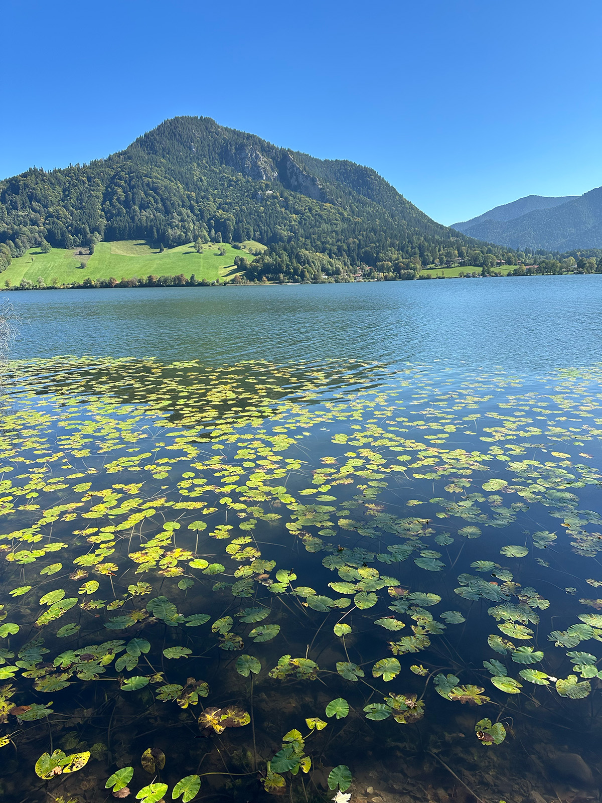 Schliersee Water Lilies