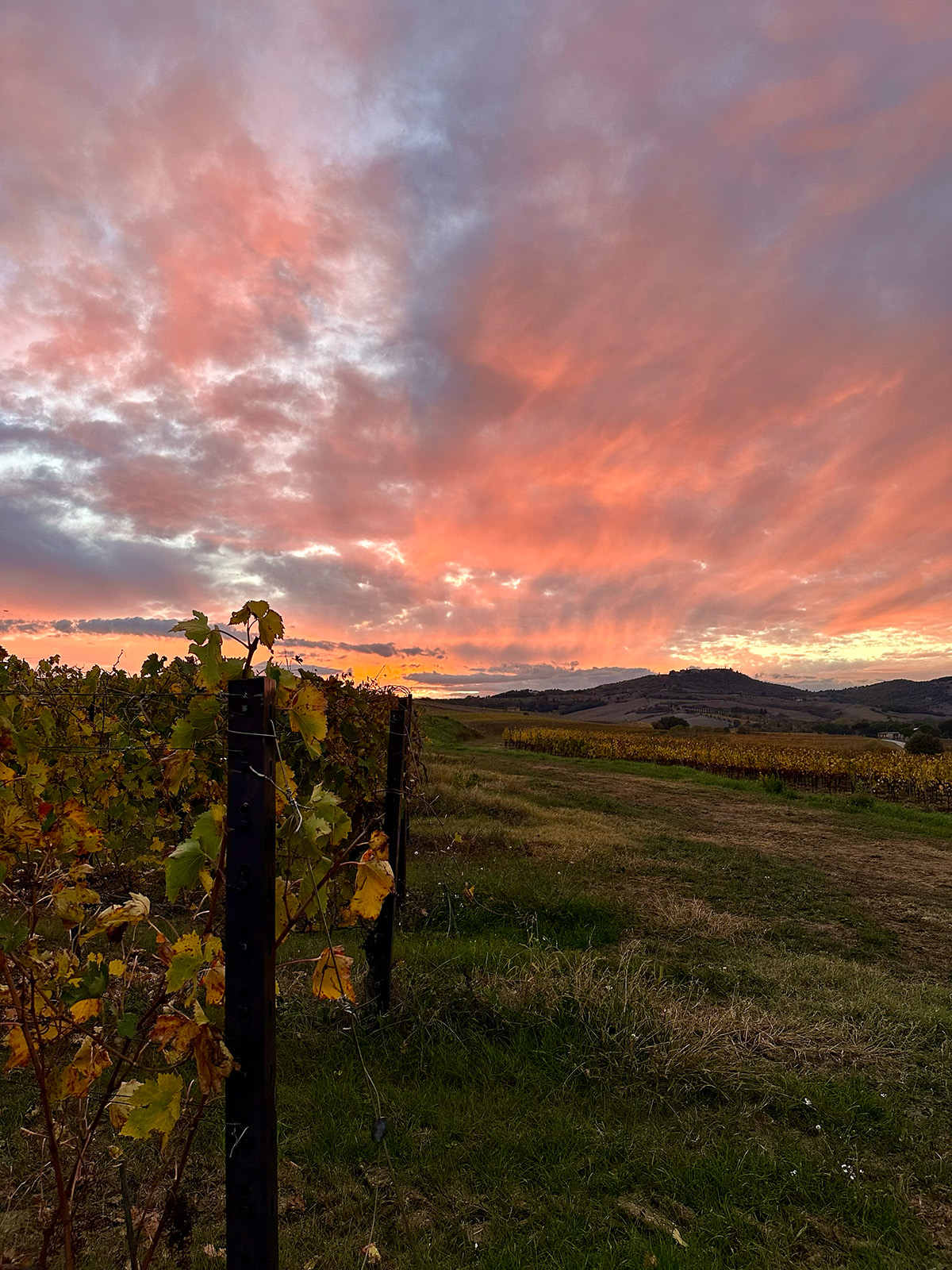 Vineyard & Sunset near Montepulciano